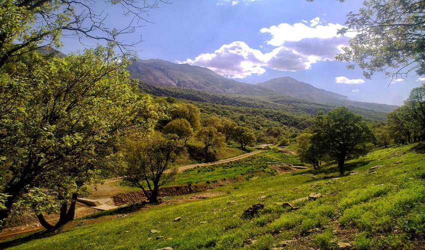 زخم قاچاق چوب روی جنگل ها/ سودجویان خستگی ناپذیر می بُرند