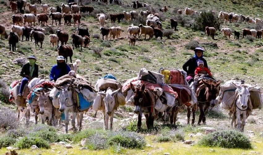 ممنوعیت ورود دام به مراتع چهارمحال و بختیاری تا اواخر اردیبهشت