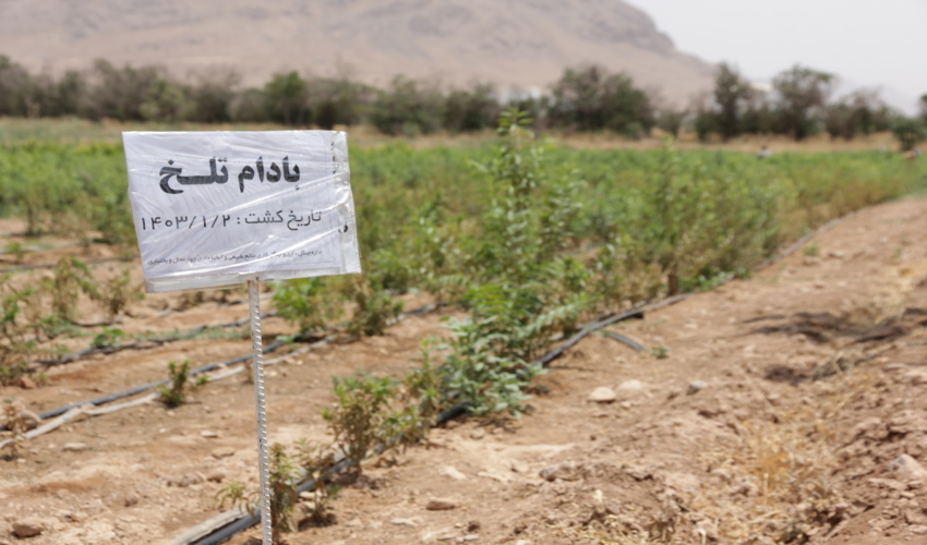 نهالستان شهید سلیمانی (چهارتخته شهرکرد)