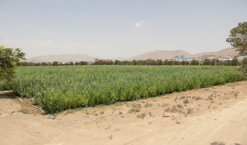 اداره‌کل منابع طبیعی استان آمادگی توزیع نهال بین تمام اورگان‌های دولتی و خصوصی را دارد