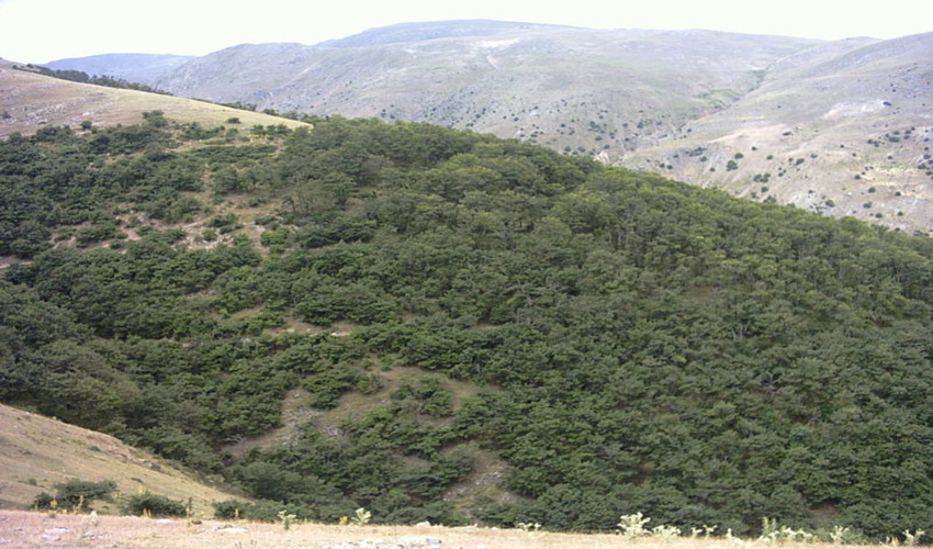  دستگیری ۲۰ متخلف برداشت غیرمجاز گزانگبین در کوهرنگ