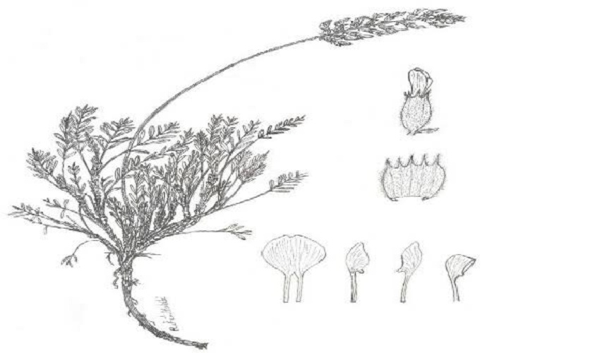  کشف گونه جدید گون در چهارمحال و بختیاری